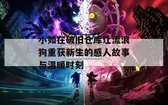 小如在破旧仓库让流浪狗重获新生的感人故事与温暖时刻